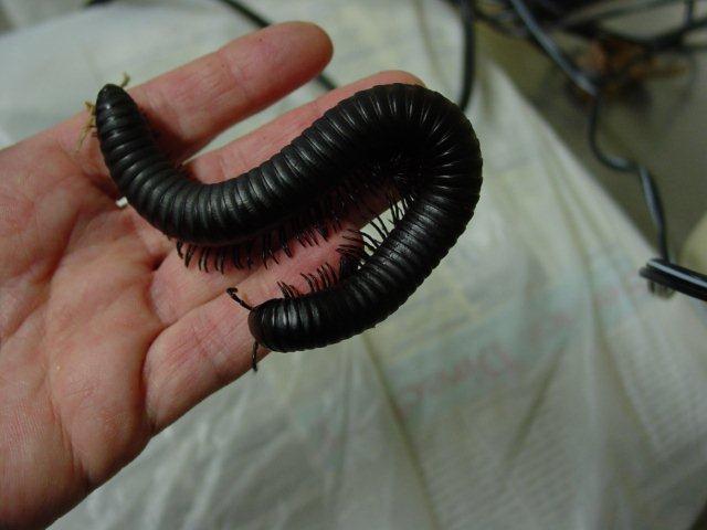 Giant African Millipede
